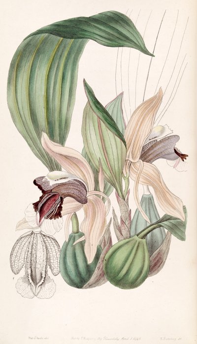 Coelogyne speciosa by Miss Drake